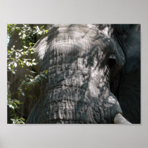 Pôster A cara do elefante