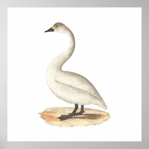 Poster A cisne americana	(Cygnus americano)