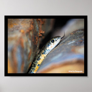 Poster A Cobra de Chicote Ferradura Evasiva