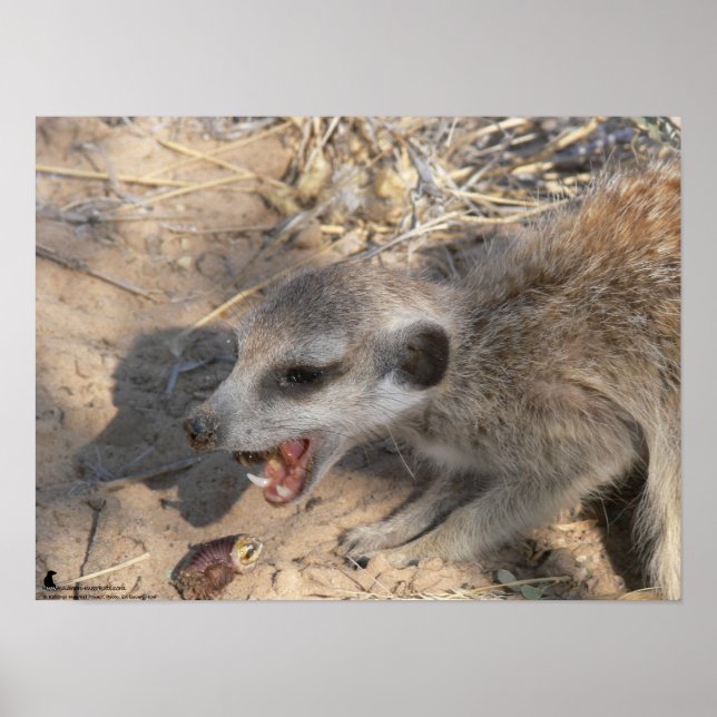 Pôster A Coleção Fluffernutter - Comendo (Frente)