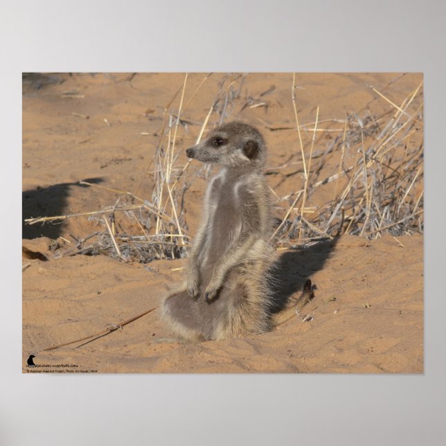 Pôster A Coleção Fluffernutter - Sol (Frente)