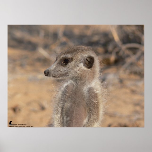 Pôster A Coleção Fluffernutter - Sonhar (Frente)