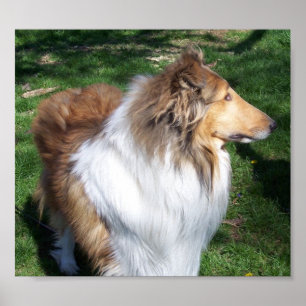 POSTER A COLLIE
