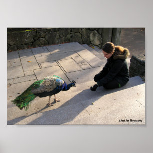 Poster A Confiança de um Pavão