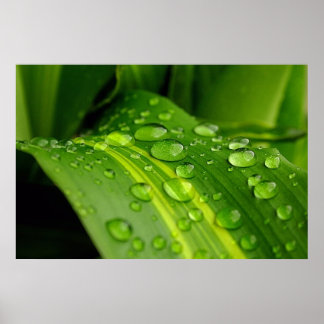 Poster A Cor da Chuva.