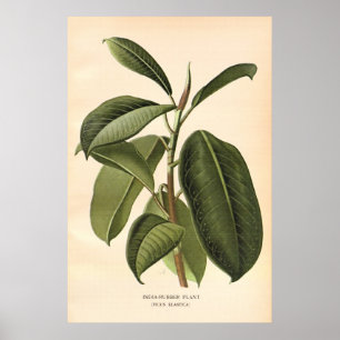 Pôster A cor do século XIX antiga floresce o litho