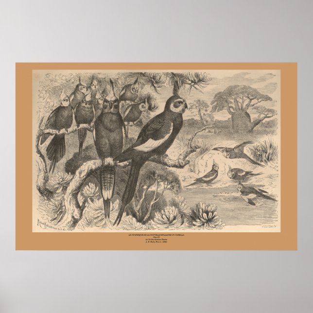 Poster A Corella (Frente)