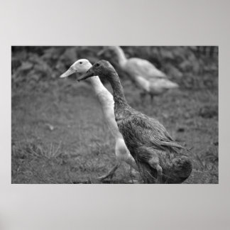 Poster A Corrida dos Patos