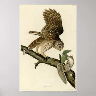 Pôster A coruja barrada de Audubon