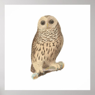 Poster A Coruja Barred (Ulula nebulosa)