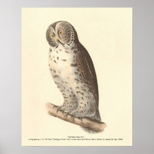 Poster A Coruja das Cinzas Excelentes (Strix nebulosa) NY