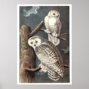 Poster A coruja nevado de Audubon