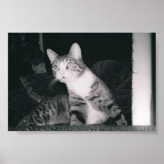 Pôster A Curious cat