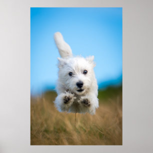 Poster A Cute West Highland Terrier Puppy Running