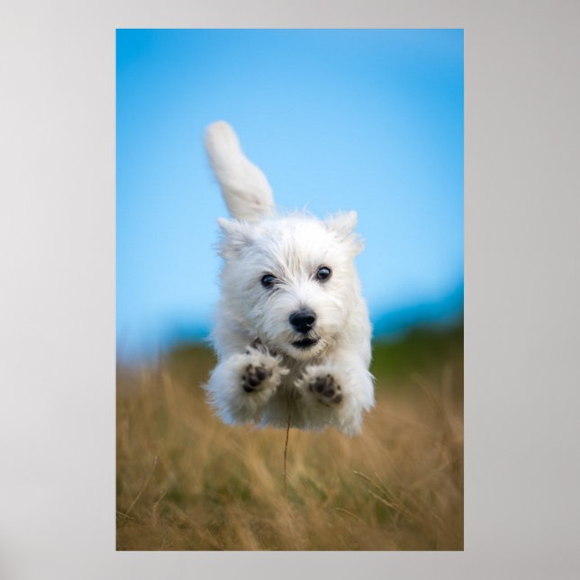 Poster A Cute West Highland Terrier Puppy Running (Frente)
