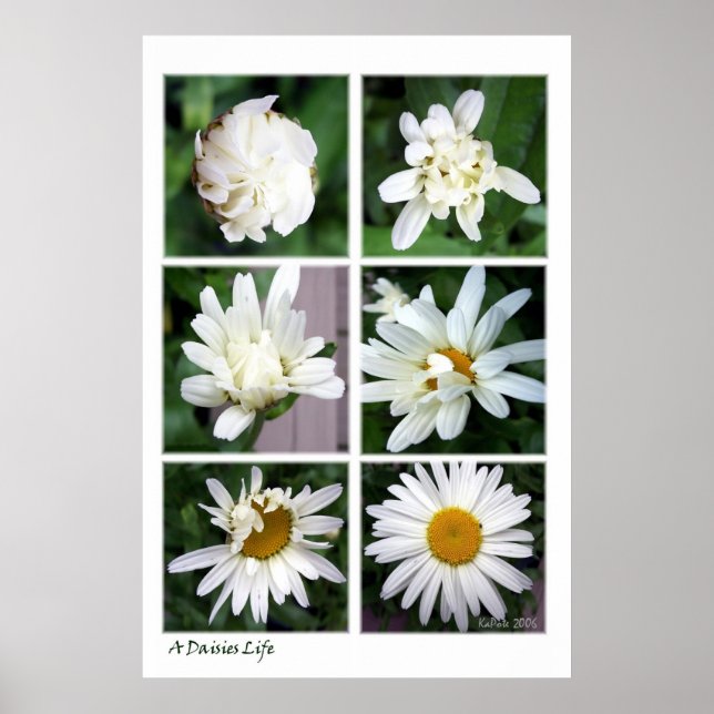 Pôster A Daisies Life (Frente)