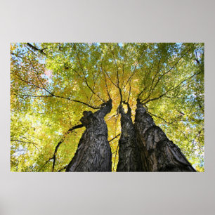 Pôster A dança das senhoras