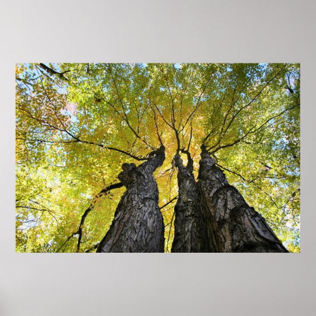 Pôster A dança das senhoras (Frente)