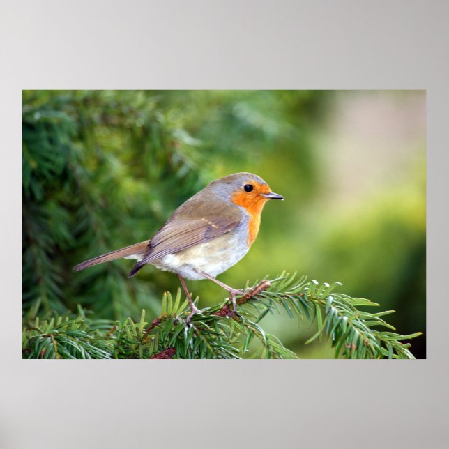 Poster A Delícia da Natureza (Frente)