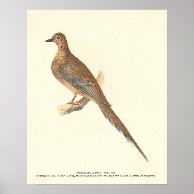 Poster A Dove de Luto (Carolina Turtle Dove) NY Aves (Frente)
