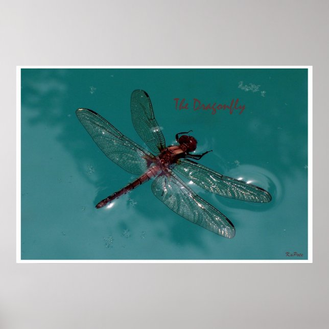 Poster A Dragonfly (Frente)