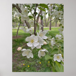 Poster A esperança está perto