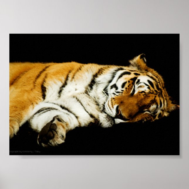 Poster A Estampa do Amur Adormecido (Frente)