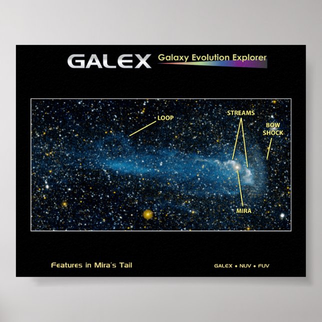 Pôster A Estrela Detalhada Mira com Cauda (Frente)