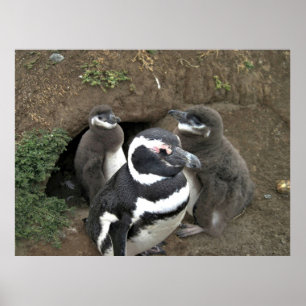 Poster A Família Pinguim