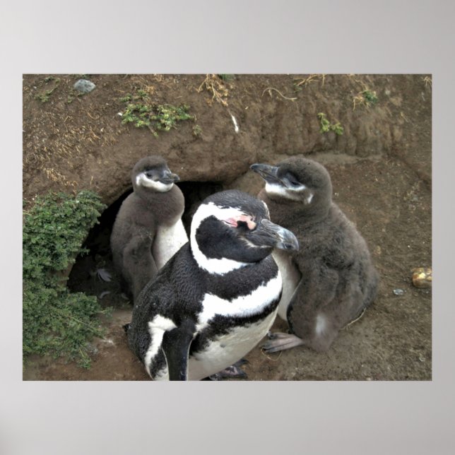 Poster A Família Pinguim (Frente)