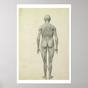 Poster A figura humana, vista anterior, da série '
