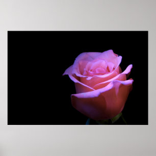 Poster A flor a mais doce que funde…