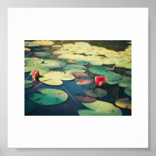 Poster A flor verde pálido do lírio de água vermelha