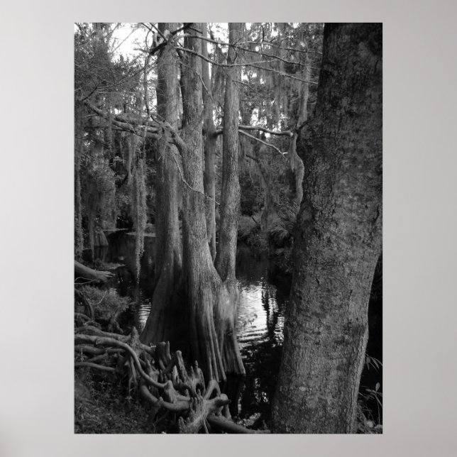 Poster A floresta (Frente)