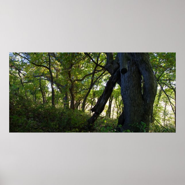 Poster A Floresta (Frente)