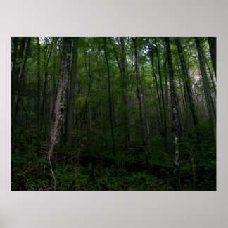 Pôster A floresta