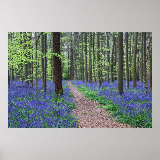 Poster A Floresta de Halle | Halle, Bélgica (Frente)