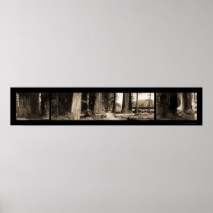 Pôster A foto gigante 1912 das sequóias vermelhas