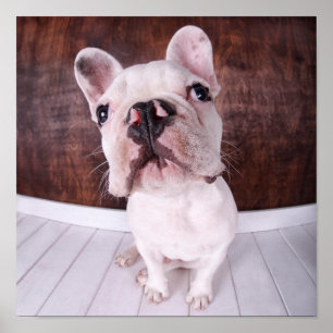 Poster A French Bulldog Puppy