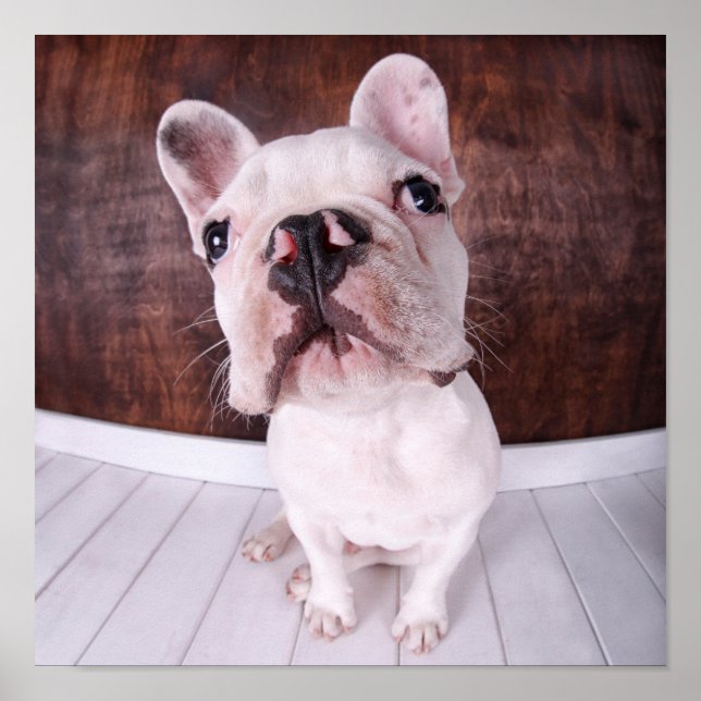 Poster A French Bulldog Puppy (Frente)