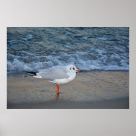 Poster A gaivota à praia