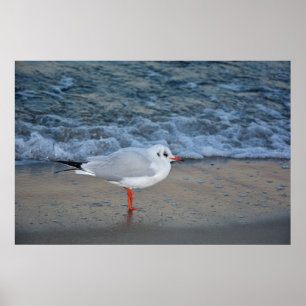 Poster A gaivota à praia