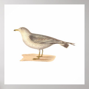 Poster A gaivota americana comum (zonorhyncus do Larus)