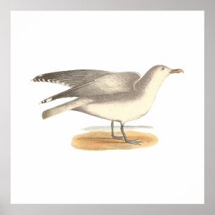 Poster A gaivota do inverno	(argentatus do Larus)