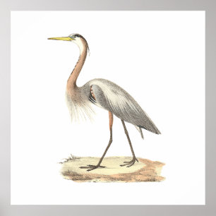 Pôster A garça-real de grande azul (herodias do Ardea)
