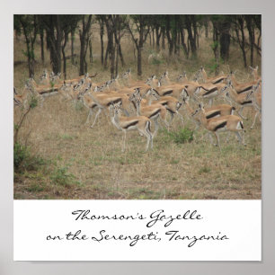 Poster A gazela no Serengeti, Ta de Thomson…