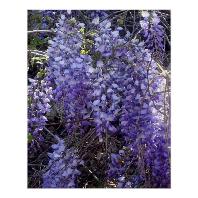 Pôster A glicínias florescem na primavera (Frente)
