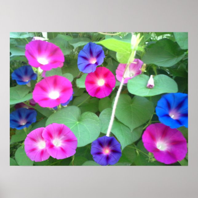 POSTER A GLÓRIA DA MANHÃ (Frente)