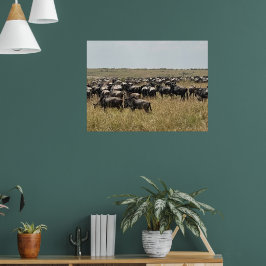 Poster A Grande Migração – Foto de Wildebeest Africano Pr