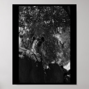 Poster A Hiena Negra E Branca Da Natureza Tem Valência